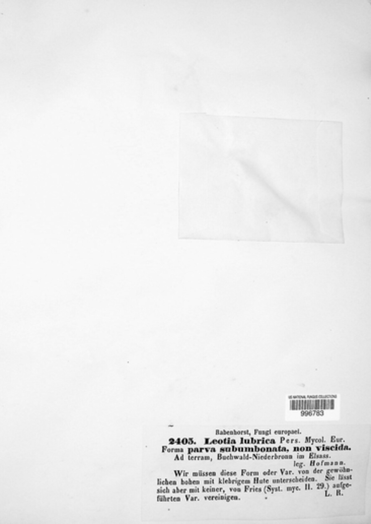 Leotiaceae image